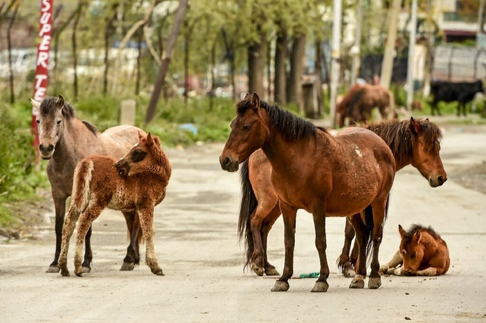 Животные захватили пустующие улицы Индии