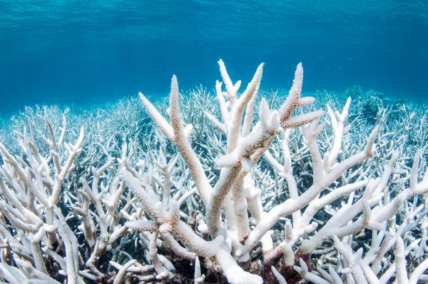 Ефекти глобального потепління на колорит коралів