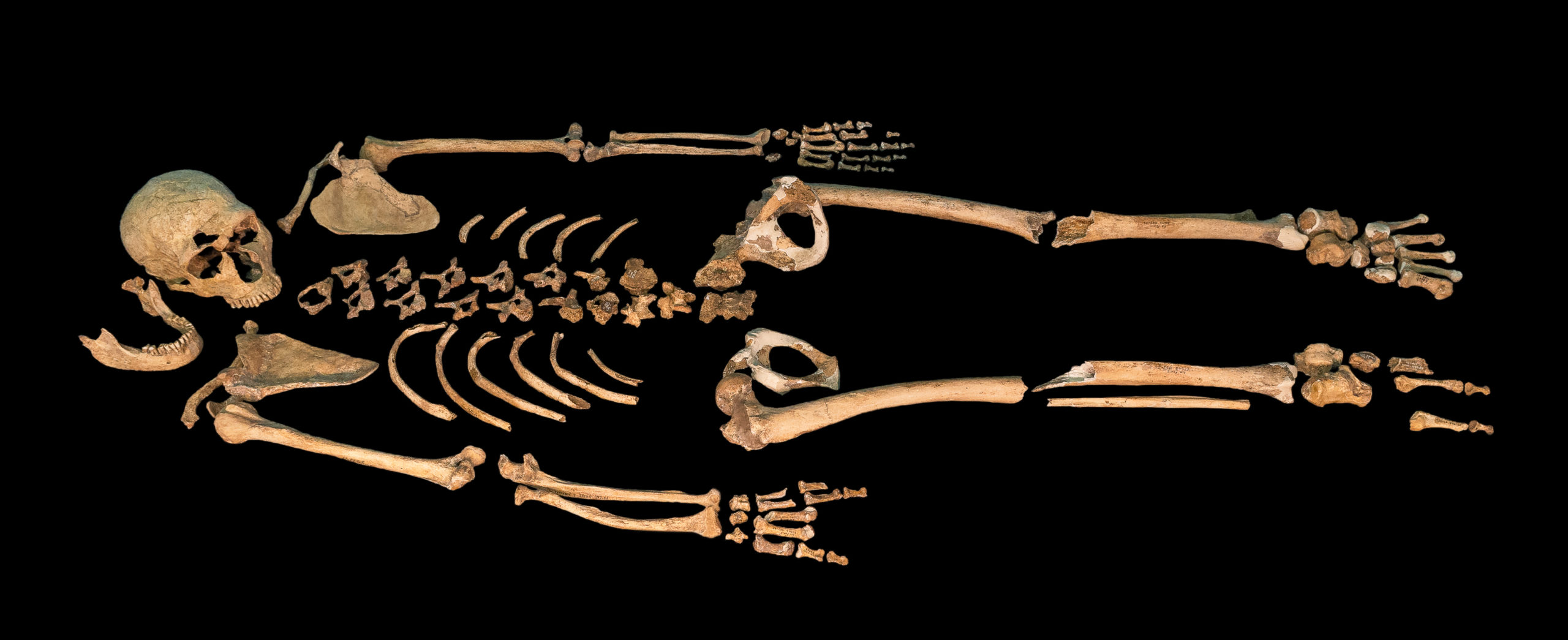 кости древних людей картинки