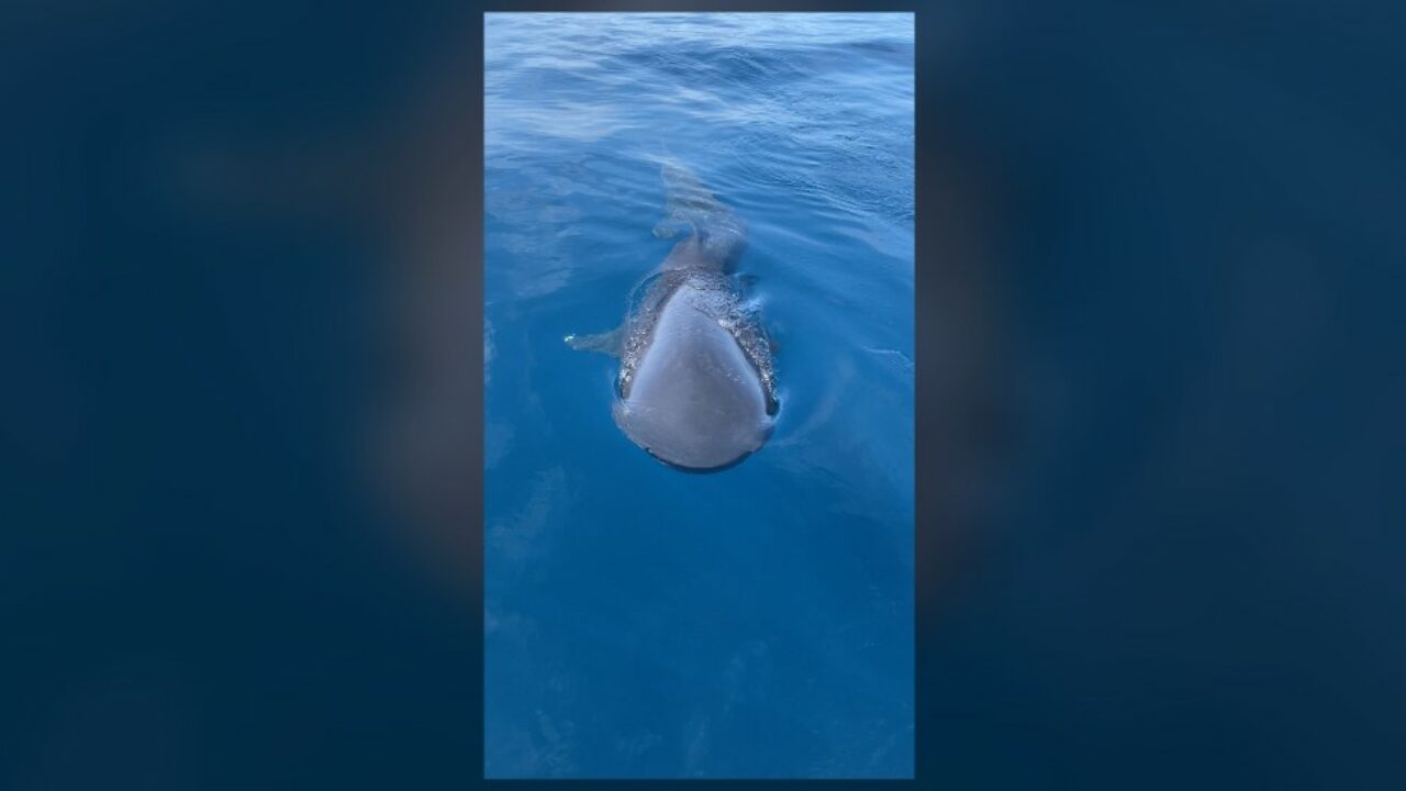 Two EXTREMELY rare megamouth sharks captured on video off the coast of San  Diego by fishermen