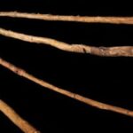 Шенінгенські списи представлені на виставці дослідницького музею "Pal?on" у Шенінгені, Німеччина.