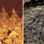 Очікується, що це відкриття допоможе заповнити прогалину у викопному світі. Даремський університет