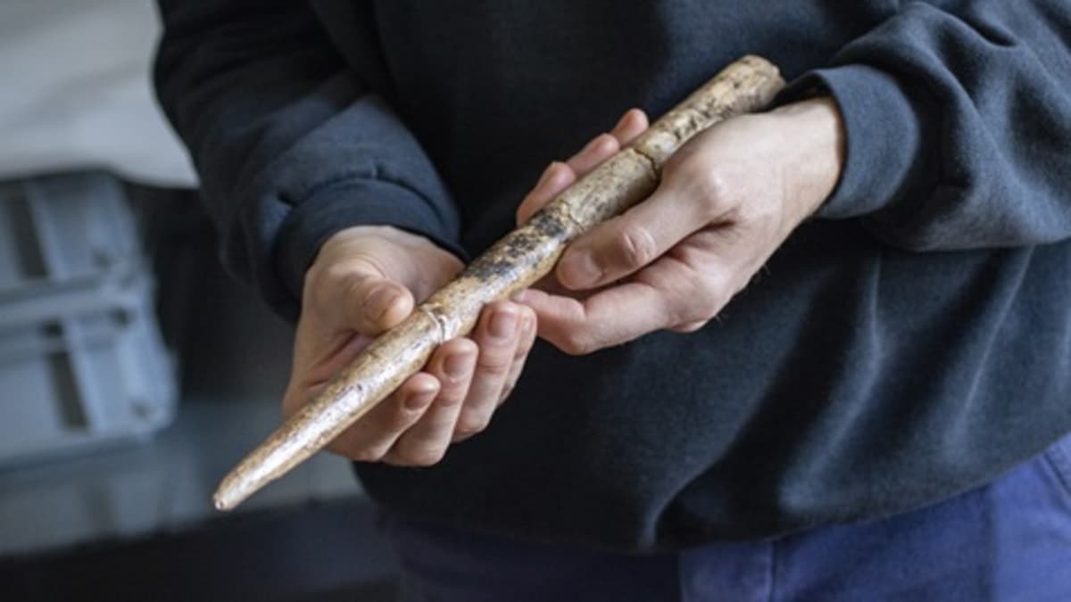 Знаряддя з кістки синього кита.