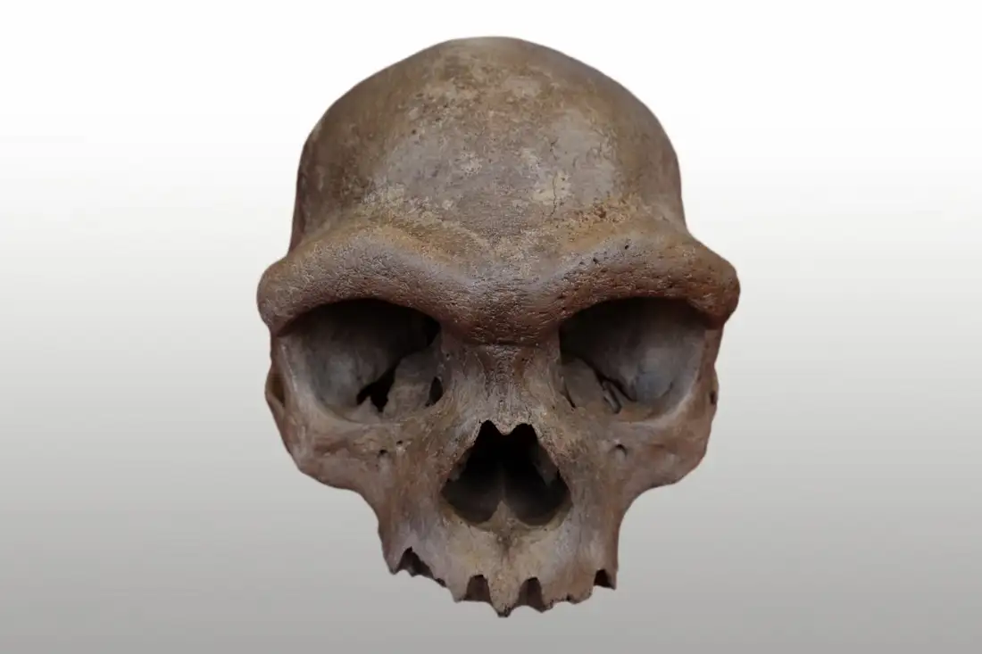 Homo longi може стати офіційною назвою денисовців
