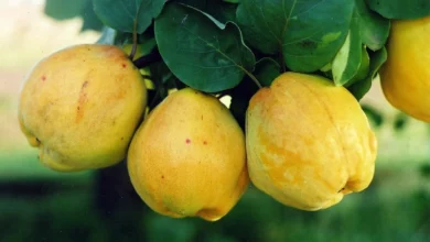 Літній догляд за айвою: збільшуємо врожайність