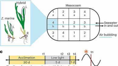 Експериментальна конструкція мезокосму для випробування в умовах низької освітленості. a–c, Мезокосм, що підтримувався на відкритому повітрі з проточною морською водою, містив пересаджені гібридні рослини та рослини Z. marina, що росли в загальному саду. Наприкінці кожного дня відбору проб до, під час та після обробки темрявою рослини видаляли, а тканини листя (L) та кореневища (R) збирали для екстракції нуклеотидів (a). Резервуар постійно подавався морською водою з температурою навколишнього океану, а повітря подавалося вздовж центральної осі. Translated with DeepL.com (free version)