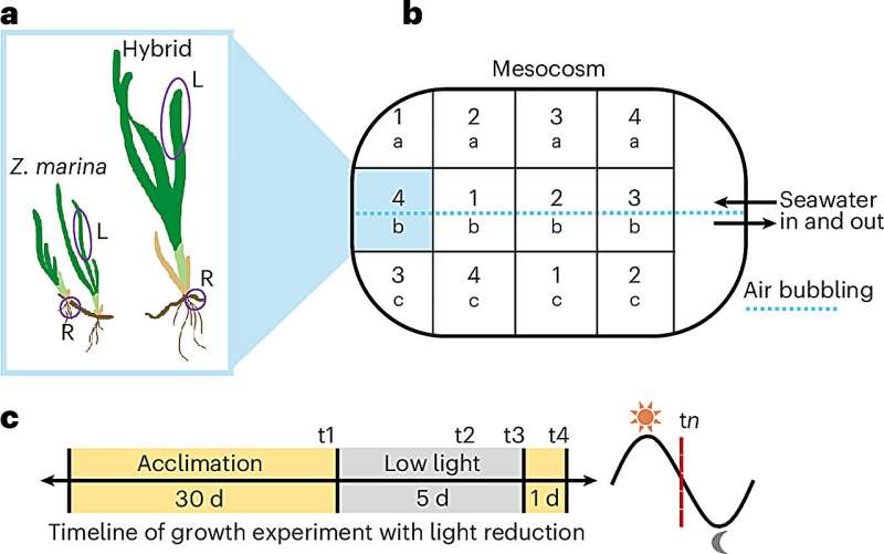 Експериментальна конструкція мезокосму для випробування в умовах низької освітленості. a–c, Мезокосм, що підтримувався на відкритому повітрі з проточною морською водою, містив пересаджені гібридні рослини та рослини Z. marina, що росли в загальному саду. Наприкінці кожного дня відбору проб до, під час та після обробки темрявою рослини видаляли, а тканини листя (L) та кореневища (R) збирали для екстракції нуклеотидів (a). Резервуар постійно подавався морською водою з температурою навколишнього океану, а повітря подавалося вздовж центральної осі. Translated with DeepL.com (free version)