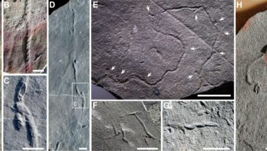 Трептихнус у колекції Шибантан у районі Ухе. Джерело: NIGPAS