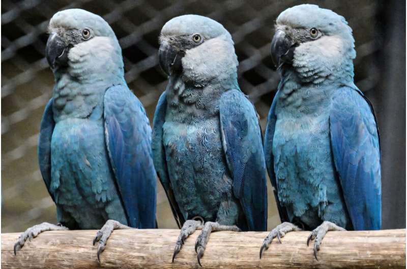 Синім папугам ара Спікса загрожує смертельний вірус у Бразилії