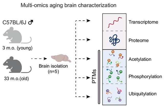 Дієта може виправити білковий дисбаланс старіючого мозку
