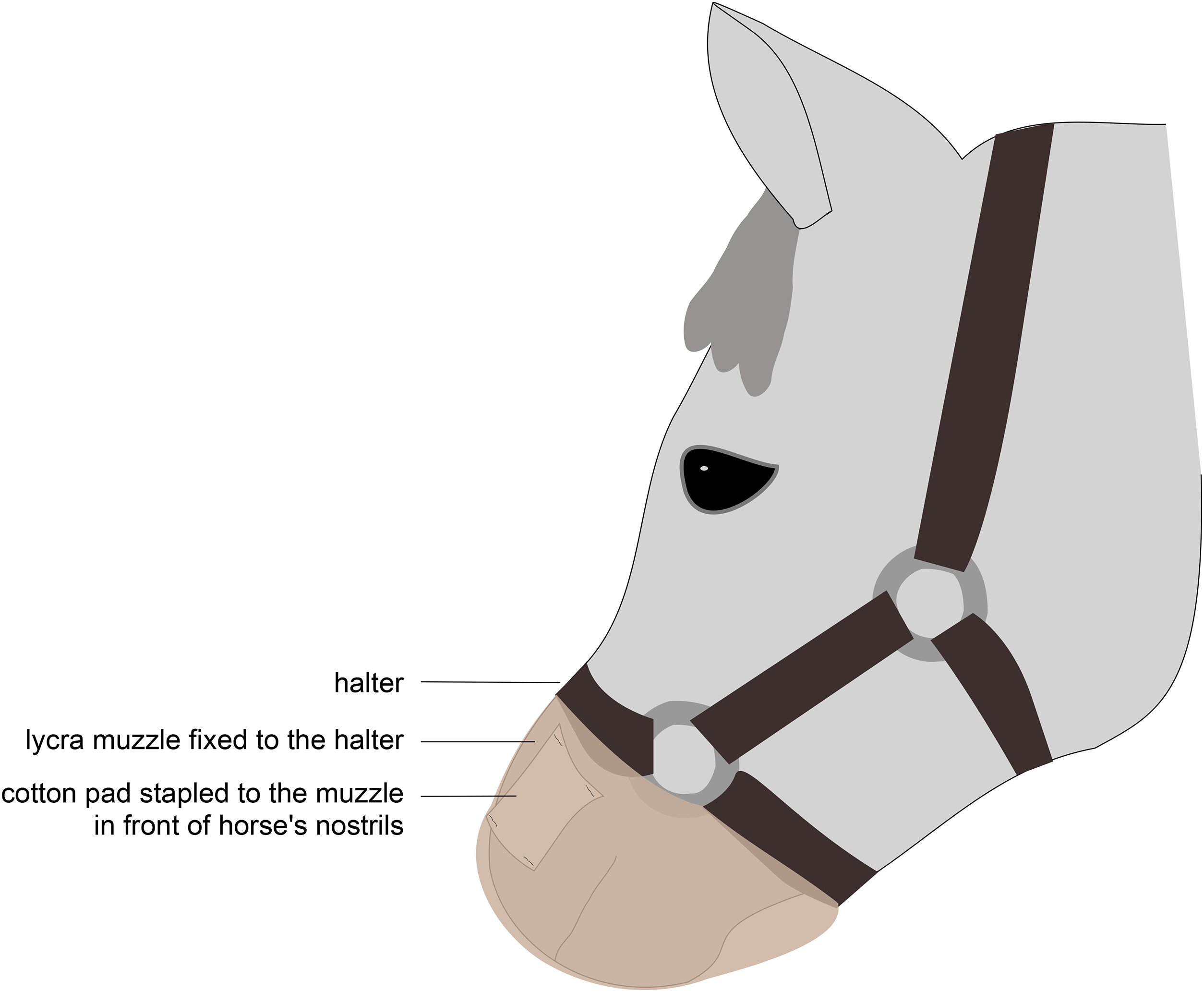 Намордник використовується для того, щоб коні отримували доступ до запахів. Авторство: PLOS One (2026). DOI: 10
