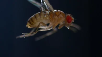 Нематода, знята після стрибка з поверхні експериментальної камери та прикріплення до задньої ноги зарядженої плодової мухи. Джерело: Віктор Ортега-Хіменес