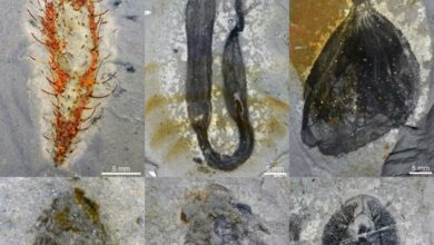 М'які скам'янілості з біоти Хуайань. Фото: команда Чжу Маояня