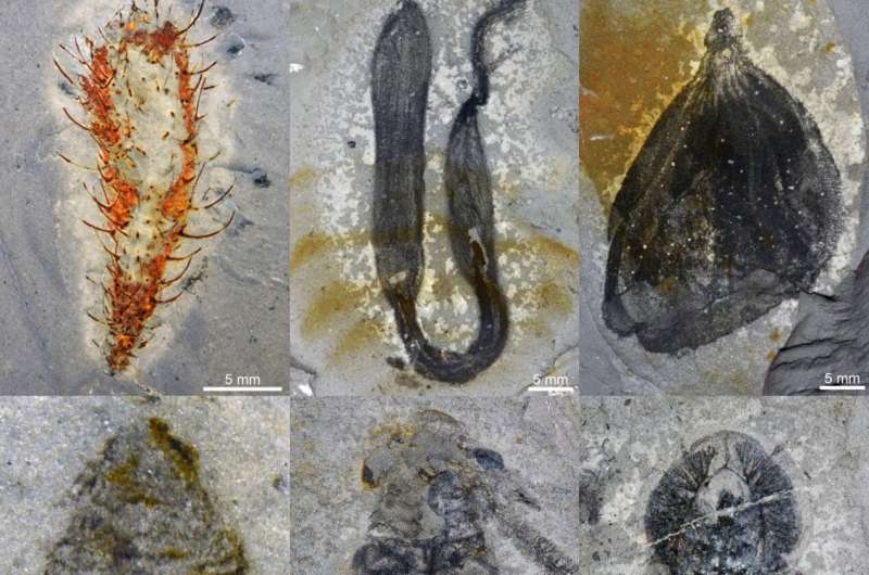 М'які скам'янілості з біоти Хуайань. Фото: команда Чжу Маояня