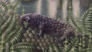 Life reconstruction of Tyrannoroter heberti. Image credit: Hannah Fredd.