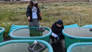 Волонтери-студенти Софія Олбі та Грант Гастін використовують водний зонд для збору даних про якість води. Фото: Скотт Мортон, лабораторія Шуріна, Каліфорнійський університет у Сан-Дієго