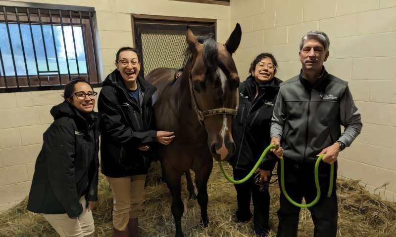 Наггет, один із жеребців Центру Нью-Болтон, сфотографований разом зі своєю командою догляду (зліва направо): резидентка Ліззі Суарес, ветеринарний технік Ешлі Спевак, резидентка Лілі Сандовал та кінолог Бен Гессфорд. Фото: Пенсильванський університет