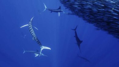 Група марлінів полює на зграю сардин під водою. Нові технології дозволяють охопити нові перспективи колективної поведінки тварин. Фото: Нік Прайс