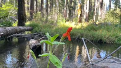 The scarlet monkeyflower survived California's worst drought in 1,200 years. Seema Sheth