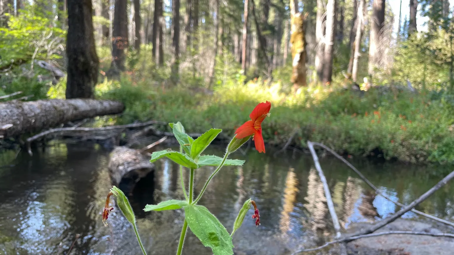  The scarlet monkeyflower survived California's worst drought in 1,200 years.Seema Sheth