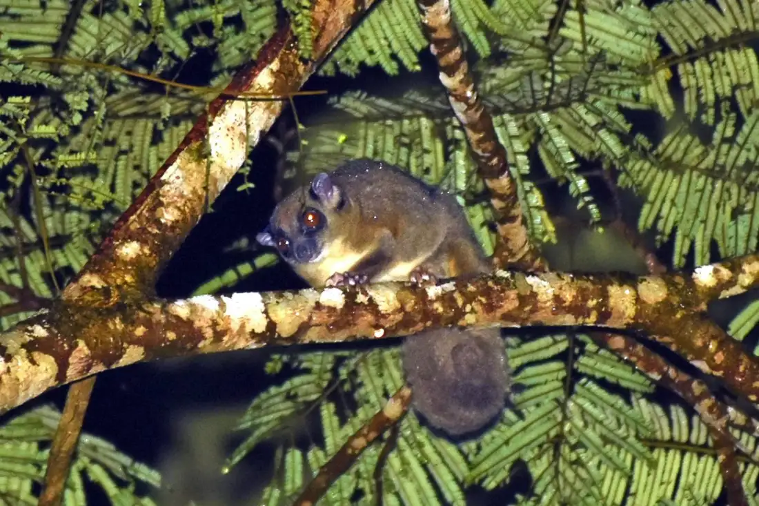 Два сумчастих, яких вважали вимерлими 6 000 років тому, знайшли живими в джунглях Нової Гвінеї