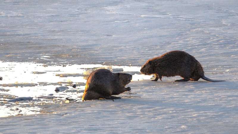 Бобри виходять із льоду на 6 днів раніше при +1°C