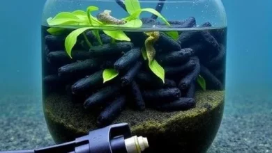 Під час давнього потепління в океані поховали більше вуглецю суші