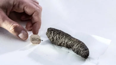 ШІ змусив «неможливі» сувої Геркуланума заговорити знову