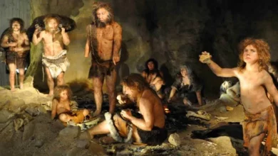 Неандертальці й Homo sapiens жили однаково в одній печері