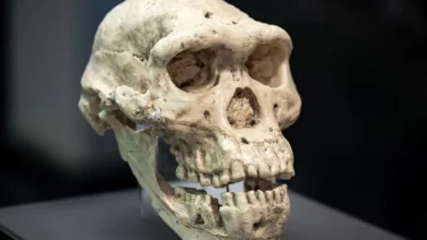 Втрачені люди Homo erectus передали нам гени через Денисівців
