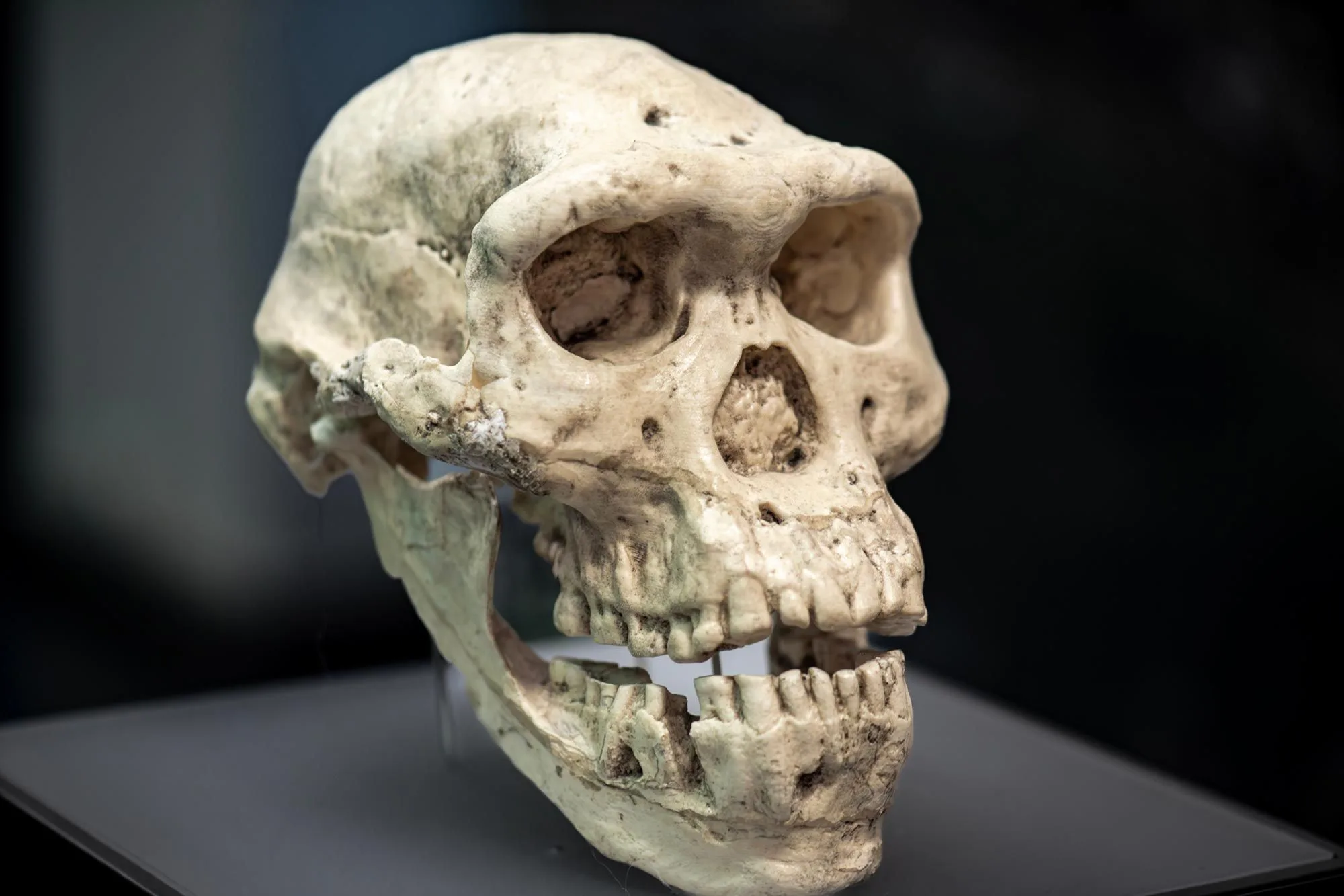 Втрачені люди Homo erectus передали нам гени через Денисівців