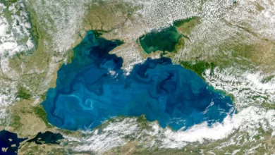 Мікроскопічні істоти щороку фарбують Чорне море в бірюзу