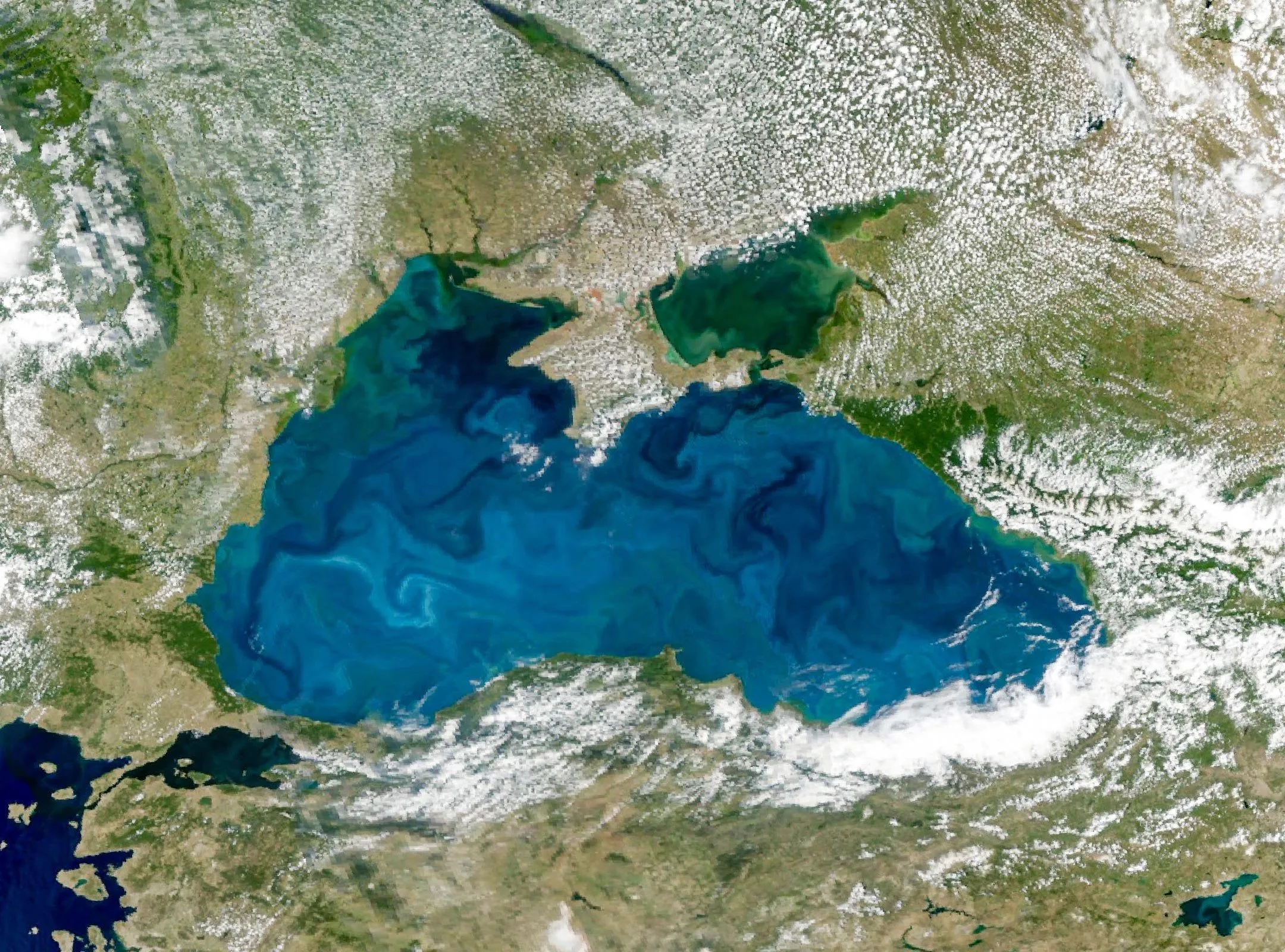 Мікроскопічні істоти щороку фарбують Чорне море в бірюзу