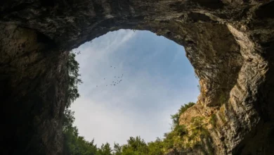 Карстові провалля рятують рідкісні дерева і водночас прирікають їх