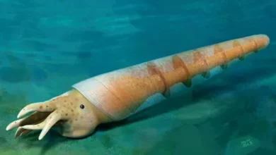 Давній молюск навчився «літати» у воді ще 520 мільйонів років тому