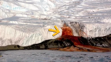 Кривавий водоспад в Антарктиді живить давнє море під льодом