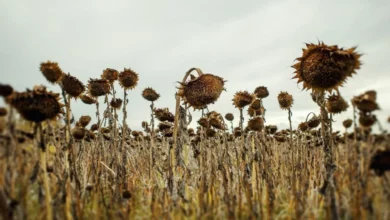 Вчені підрахували що рослини переживуть навіть висихання океанів