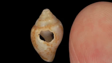 Неандертальці й Homo sapiens зберігали спільну культуру тисячі років
