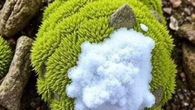 Мохові біокорки продовжують життя снігу в холодних пустелях