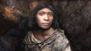 Скам’янілості показали незвично тонкий череп Homo antecessor