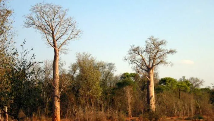 У Мадагаскарі виокремили новий вид баобаба Adansonia bozy