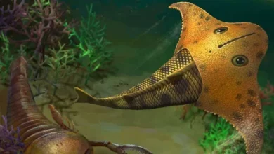 Безщелепна риба Bataspis crux ковзала девонським морем