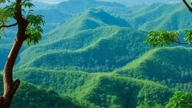 Підлісок тропічних гірських лісів виявив приховані осередки різноманіття