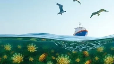 Зростання морської торгівлі посилює ризик інвазій попри очищення баласту
