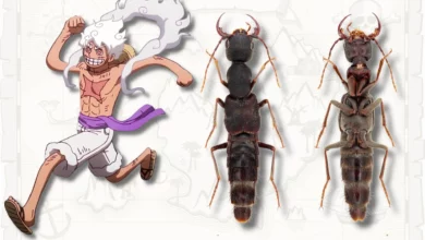 Новий рід жуків Luffy виявився важливою ланкою еволюції