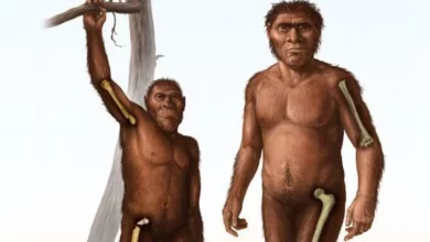 Викопні кістки показали відмову ранніх Homo від лазіння по деревах