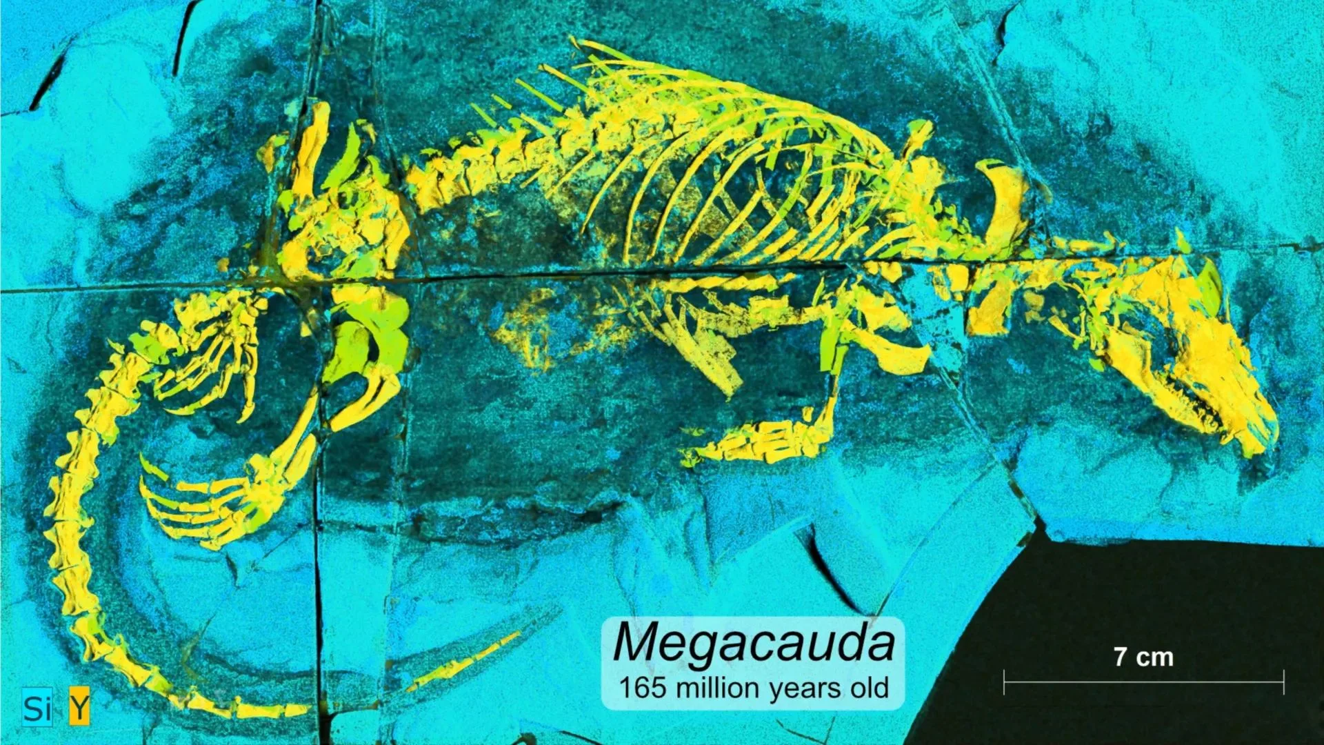 Юрський хижак Megacauda sungei показав ключ до мозку людини