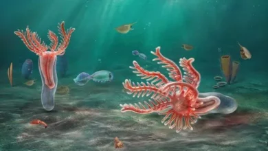 Кембрійська істота змінює уявлення про предків морських зірок