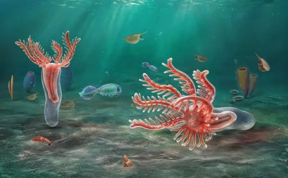 Кембрійська істота змінює уявлення про предків морських зірок