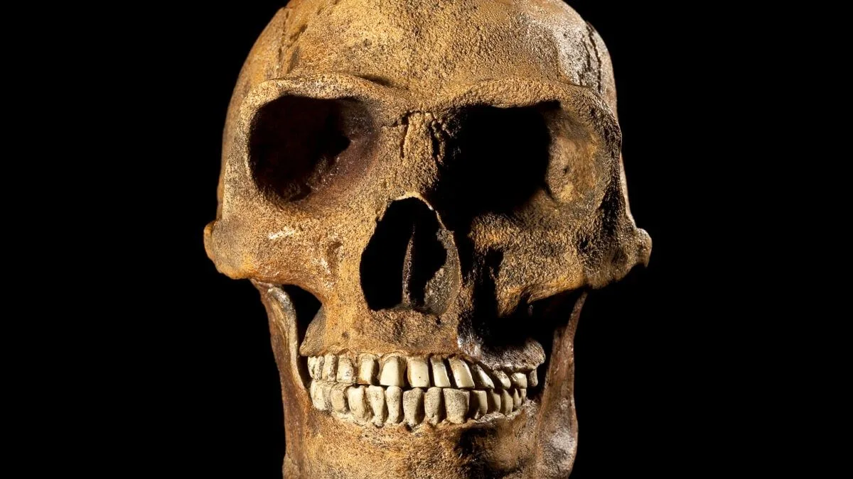 Скамʼянілість показала появу Homo erectus на 200 тисяч років раніше